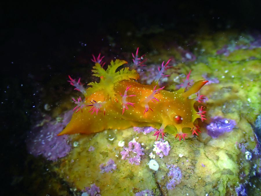 著火卷髮海牛(Kaloplocamus acutus)